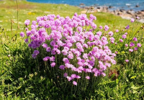 sea thrift (Armeria maritima), in flower, Lowland Point, Lizard Peninsula, Cornwall, England, UK