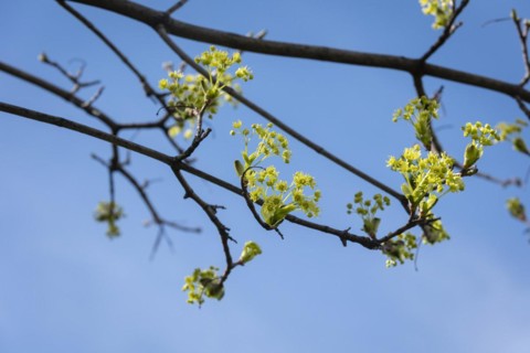 A blossoming tree in Spreebogenpark in Berlin, 28/03/2024