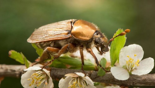 Animals, symbol, close-up of a cockchafer, Melolontha melolontha, AI-generated, AI generated