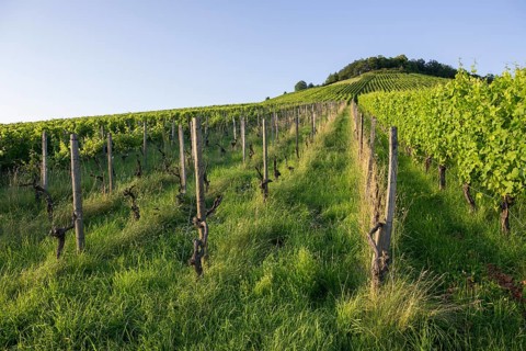 Vineyard at Korber Kopf is grubbed up due to uneconomical conditions, low yield, age, diseases,