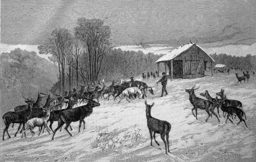 Winter feeding in the forest, deer, roe deer coming to the feeding trough, Historical, digitally