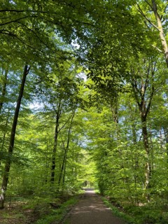 Forest path through beech forest beeches (Fagus) trees deciduous trees sprouting leaves in green