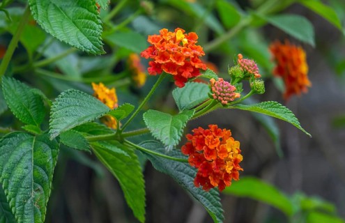 Lantana, North Rhine-Westphalia, Germany, Europe
