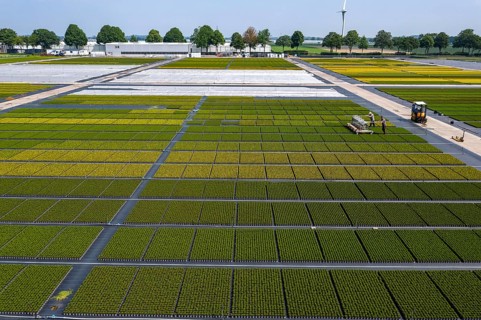 Horticultural business, broom heather plants, in flower pots, outdoors, Calluna vulgaris, are cut