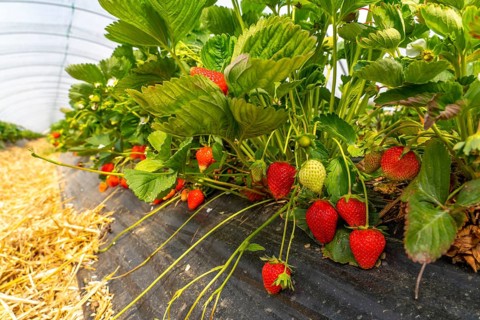 Harvest of strawberries, strawberry cultivation in the open, under a foil tunnel, young strawberry
