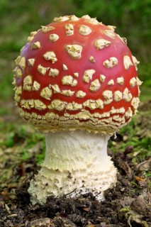 Fly agaric (Amanita muscaria), fruiting body, North Rhine-Westphalia, Germany, Europe