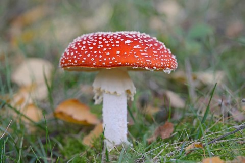 Fly agaric (Amanita muscaria), fruiting body, Moselle, Rhineland-Palatinate, Germany, Europe