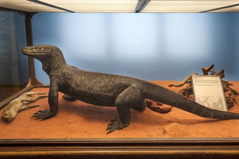 Komodo dragon (Varanus komodoensis), Natural History Museum, opened 1889, Vienna, Austria, Europe