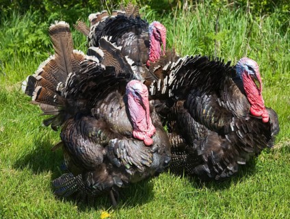 Black Spanish or the Norfolk Black turkey breed outside on grass lawn