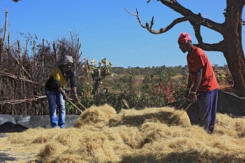 South Ethiopia, the Benna people, in a Benna village, farmers threshing teff, grain, harvesting