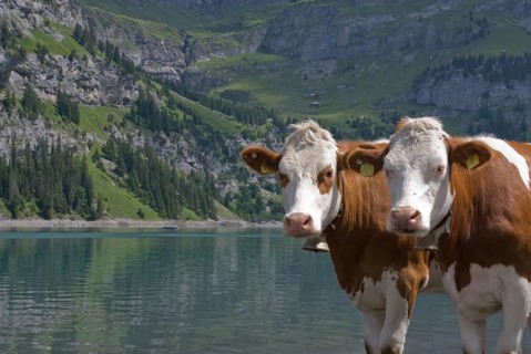 Cattle on the shore of Lake Oeschinen, Bernese Oberland, Switzerland, Europe