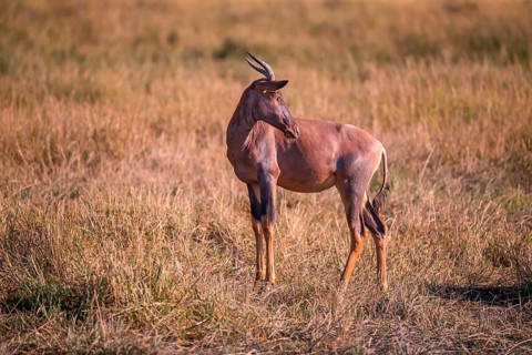Africa, Botswana, antelope, lyrebird, Botswana, Africa