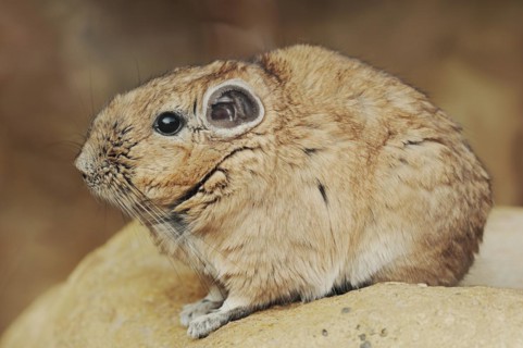 Gundi or common gundi (Ctenodactylus gundi), captive, occurring in North Africa