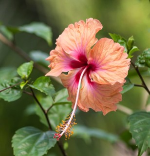 Orange with purple middle hibiscus flower in botany garden