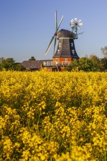 Traditional windmill in the evening light, sunny, idyllic, rape field, North Sea island Föhr,