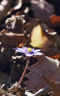 Liverwort (Hepatica nobilis), March, Germany, Europe