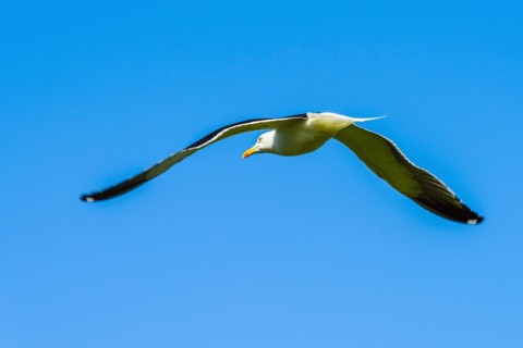 European Herring Gull, Larus argentatus bird in flight