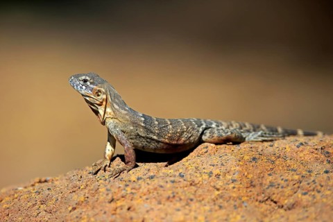 East Mexican Black Iguana, (Ctenosaura acanthura), adult, on rocks, foraging, warming up,