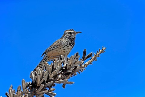 Cactus wren (Campylorhynchus brunneicapillus), adult, on wait, Sonora Desert, Arizona, North