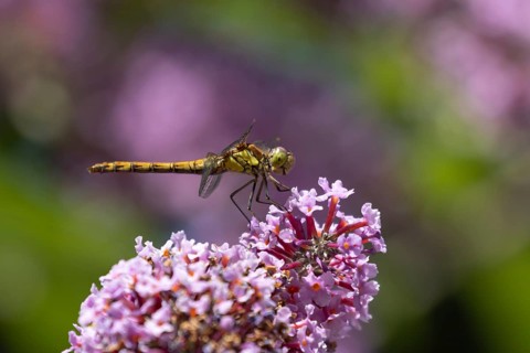 Common darter dragonfly (Sympetrum striolatum) adult insect resting on purple Buddleja flowers in a