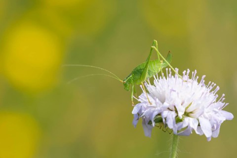 Speckled bush cricket (Leptophyes punctatissima) adult insect resting on a Field scabious flower,