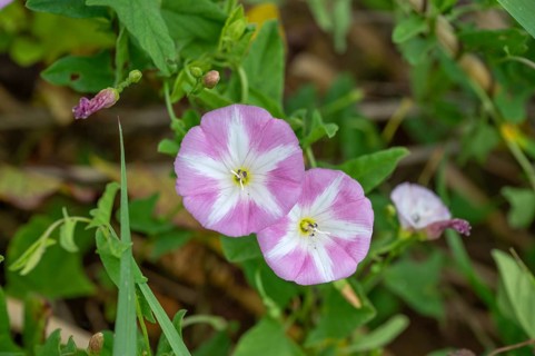 Flowering field bindweeds (Convolvulus arvensis), Bavaria, Germany, Europe