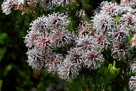Serruria fucifolia (Serruria fucifolia), flowers, flowering, bush, fynbos, Kirstenbosch Botanical