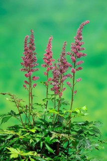 Astilbe, flowering, blossom, Elllerstadt, Germany, Europe