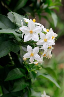 Solanum laxum (Solanum laxum), flowering, flower, Ellerstadt, Germany, Europe