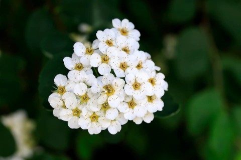 Elm-leaved spirea (Spiraea chamaedryfolia), flower, flowering, Germany, Europe
