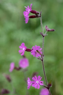 Red campion (Silene dioica) with common hoverfly (Sphaerophoria scripta), Emsland, Lower Saxony,