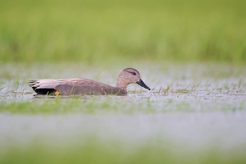 Gadwall (Mareca strepera) male, male Gadwall, Lower Saxony, Germany, Europe