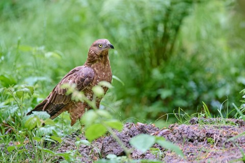 European honey buzzard (Pernis apivorus), Bavaria, Germany, Europe