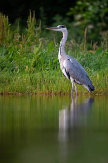 Grey heron (Ardea cinerea) hunting at a pond, Aviemore, Scotland, Great Britain