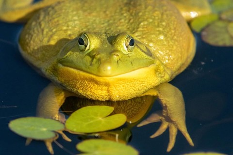 Bull frog. Lithobates catesbeianus, . Bull frog floating on a lake and warming up at the sun. La