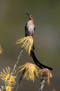 Cape Honeybird (Promerops cafer), adult, male, singing, on flower, Protea, Kirstenbosch Botanical
