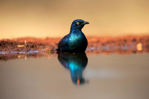 Red-shouldered Glossy Starling (Lamprotornis nitens), adult, in the water, bathing, Kruger National