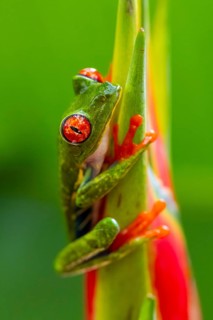 Red-eyed tree frog (Agalychnis callidryas), sitting on the blossom of a false bird-of-paradise