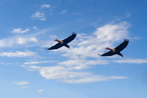 Flying Black bellied whistling ducks, Dendrocygna autumnalis, Amazon Basin, Brazil, South America