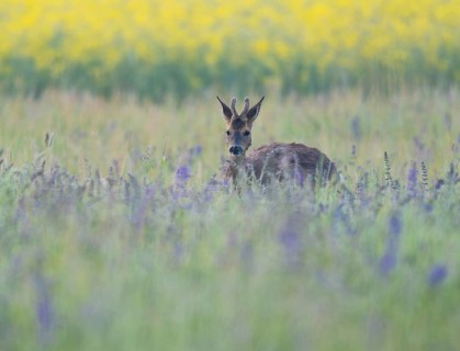 Roe deer (Capreolus capreolus), young roe buck with velvet antlers, velvet antlers standing in a