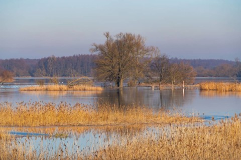 Winter floods, trees and flooded meadows in the floodplains along the river Oder, Groß Neuendorf,