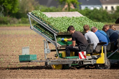 Cabbage, Kappes, is planted in a field, labourers put the young plants, with a bale of substrate,