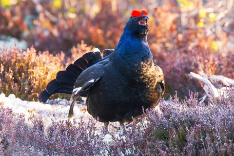 Black grouse, Lyrurus tetrix, Tetrao tetrix, Bavaria, Bavaria, Federal Republic of Germany