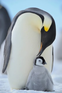 Emperor penguins, Aptenodytes forsteri, Adult Protecting her Chick on her Feet, Snow Hill Island,