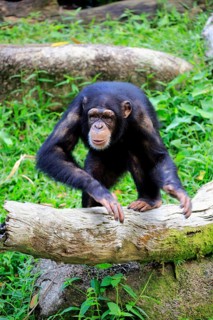 Chimpanzee (Pan troglodytes troglodytes), subadult, half-grown, imposing behaviour