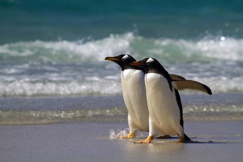 Gentoo penguin (Pygoscelis papua), on Sounders Island, Falkland Islands, Antarctica, two animals,