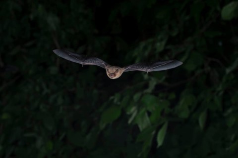 Common pipistrelle (Pipistrellus pipistrellus) hunting insects in front of deciduous forest,