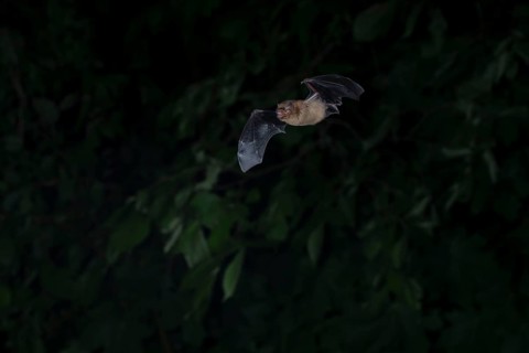 Common pipistrelle (Pipistrellus pipistrellus) hunting insects in front of deciduous forest,