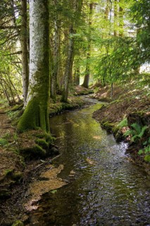 Stream and hiking trail in the forest, Heidenwuhr, Rickenbach, Hotzenwald, Southern Black Forest,