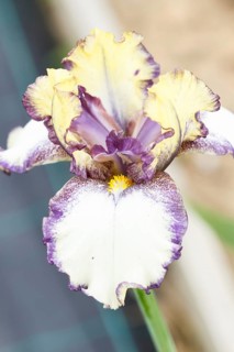 Beautiful multicolored iris flower bloom in the garden. Close up, fragility and summer concept